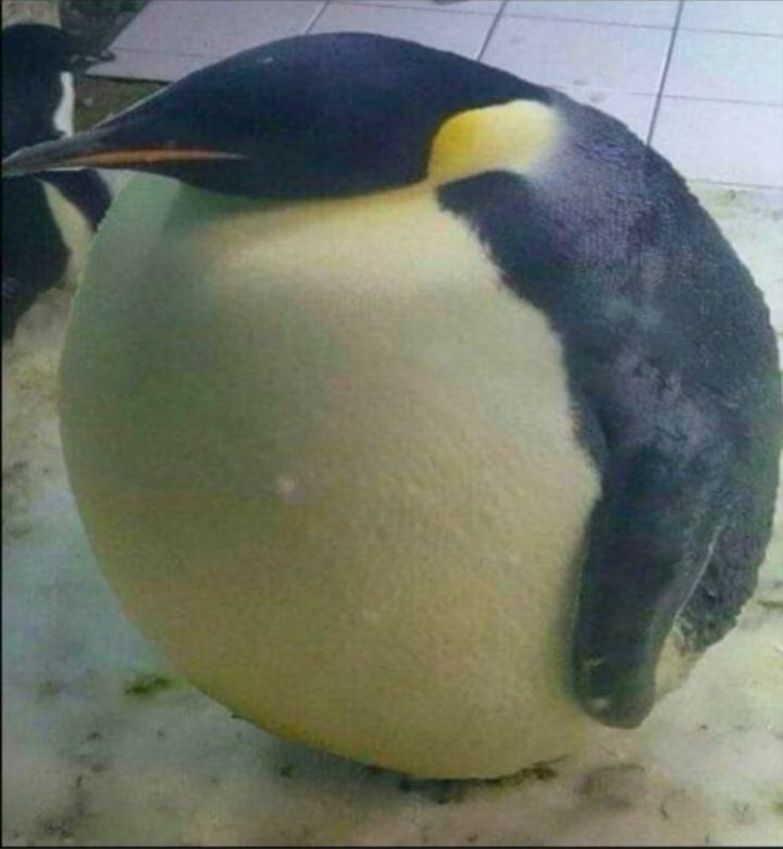 fatass penguin